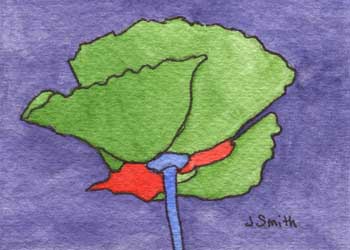 "Study In Color - Poppy #4" by Judi Smith, Fitchburg WI - Watercolor & Ink